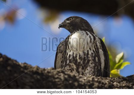 Young Red Tailed Hawk