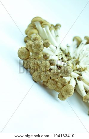 tasty and edible mushrooms with white background