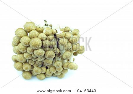 tasty and edible mushrooms with white background