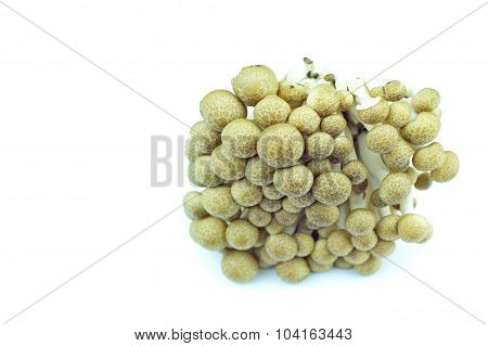 tasty and edible mushrooms with white background