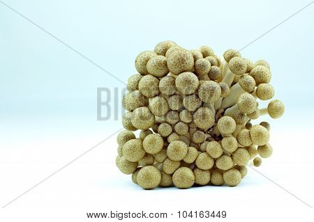 tasty and edible mushrooms with white background