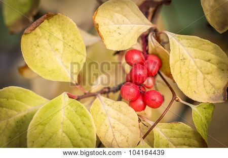 Branch Of Chinese Magnolia Vine Berries