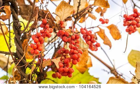 Branch Of Chinese Magnolia Vine Berries