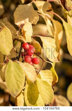 Branch Of Chinese Magnolia Vine Berries