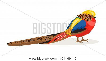 Golden Pheasant. Vector Illustration