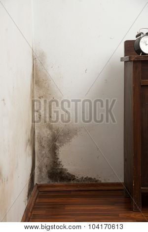 Black Mould