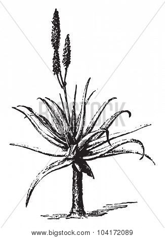 Aloe, vintage engraved illustration. Dictionary of words and things - Larive and Fleury - 1895.