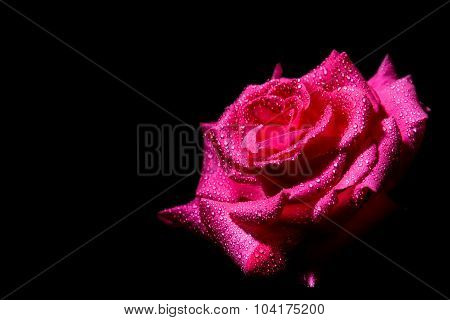 Rose on black background