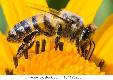 Honey bee