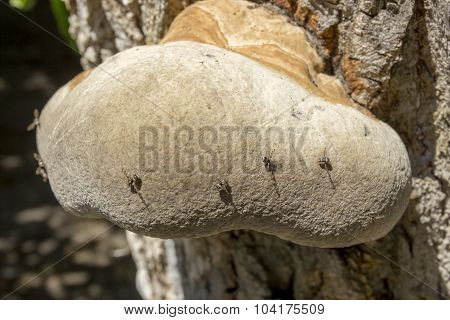Fomes Fomentarius