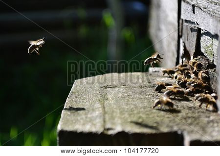 honey bees