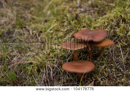 Norwegian Mushroom Surprise Webcap or Red-gilled