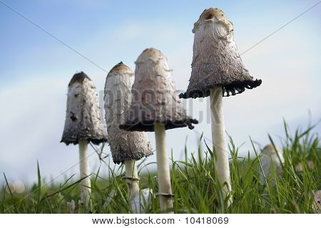 Funghi dell'inchiostro