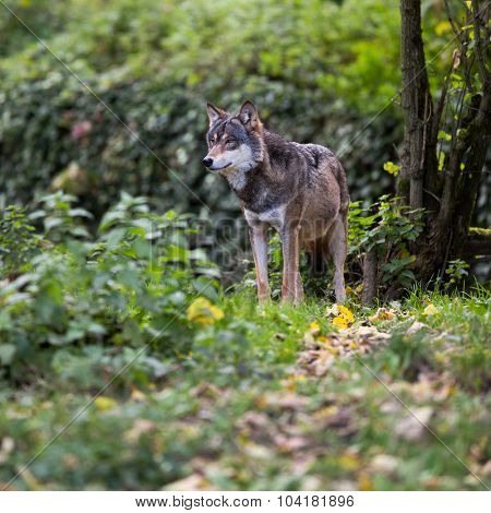 Gray/Eurasian wolf (Canis lupus)