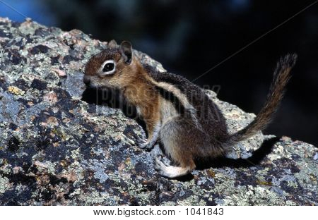 Golden Mantle Ground Squirrel Callospermophilus Lateralis