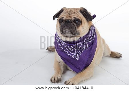 Humorous Pug In Studio.
