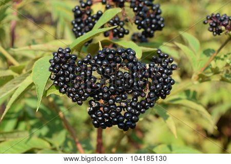 Elder Berries
