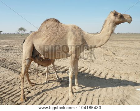 Camels In The Desert