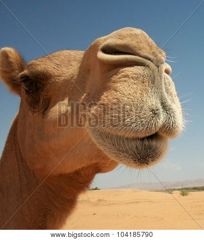 Camels In The Desert