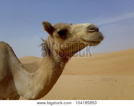 Camels in the desert. Filming of camels during a trip to the Emirates.
** Note: Visible grain at 100%, best at smaller sizes