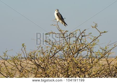 Black Shouldered Kite