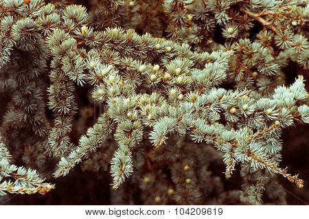 Pine