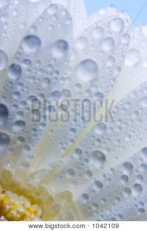 Daisy