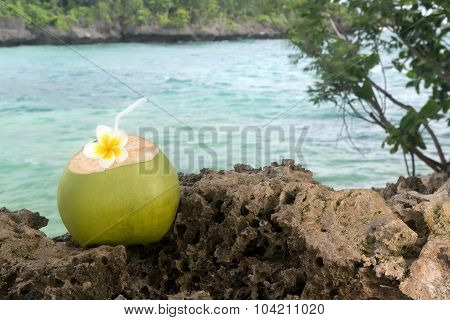 Tropical Coconut Refreshment