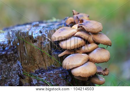 Mushrooms