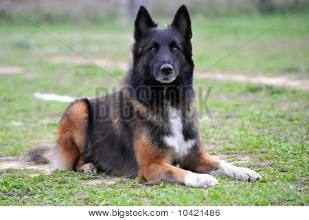 Belgisk vallhund Tervueren