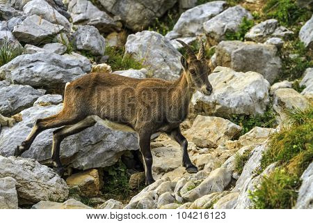 Female wild alpine, capra ibex, or steinbock