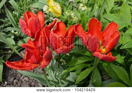 Red blooming parrot tulip