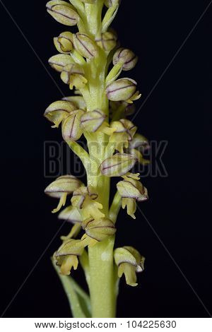 Man Orchid