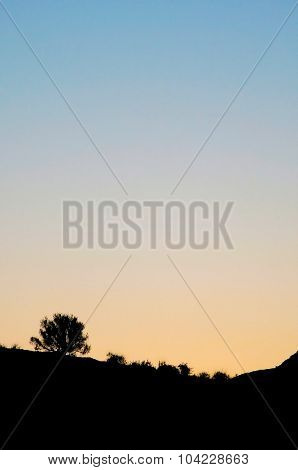 Silhouettes of plants in the desert