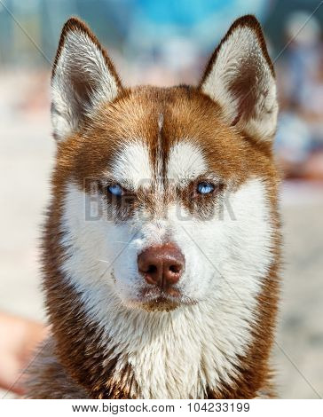 Siberian Husky With Blue Eye
