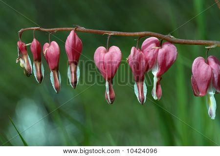 Dicentra - blødende hjerte