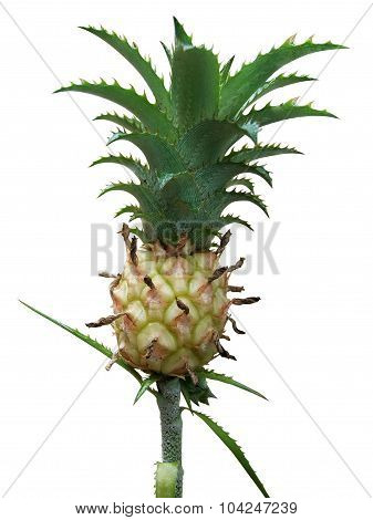 Little Pineapple Isolated On White