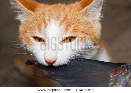 O astuto gato come peixe
