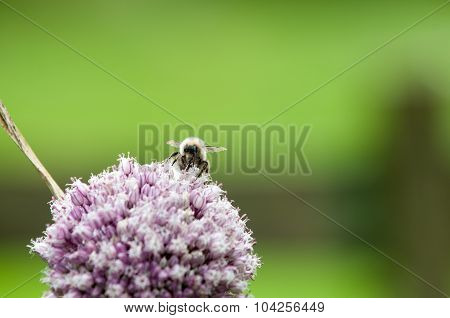 Bumble bee