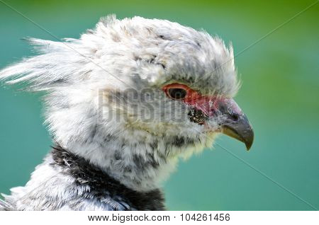 Baby eagle