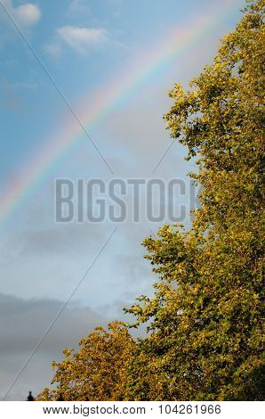 Rainbow and tree