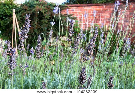 lavender