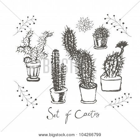 Set of cactus in a pots.