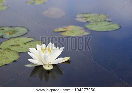 Macro White Nenuphar Floating On A Dark Water