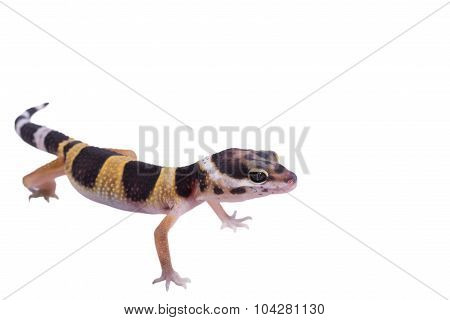 Leopard gecko Eublepharis macularius isolated