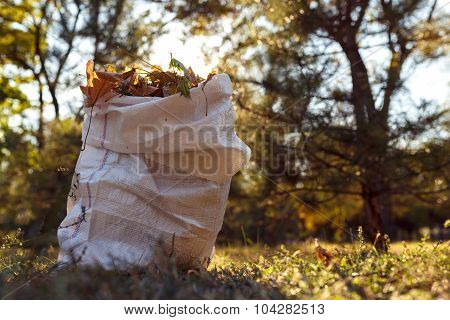 Young Boy Collects Fallen Leaves In Autumn