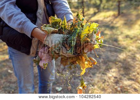 Young Boy Collects Fallen Leaves In Autumn