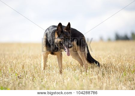 attentive German shepard dog