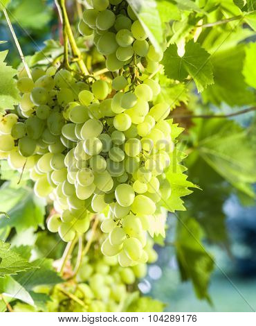 Ripe white grapes on the vine. Green sunny leaves on the background.
