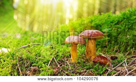 Mushroom in green moss.